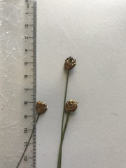 Xyris difformis