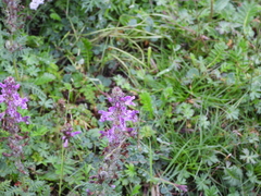 Pedicularis kansuensis