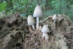 Coprinopsis