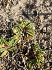 Euphorbia polygonifolia