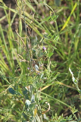 Vicia biennis