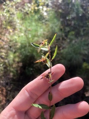 Ludwigia hirtella