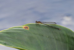 Pseudagrion pilidorsum