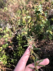 Lespedeza angustifolia