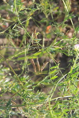 Vicia biennis