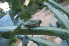 Hyla versicolor