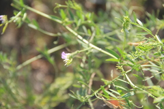 Vicia biennis