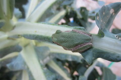Hyla versicolor