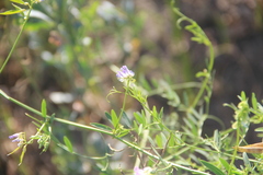 Vicia biennis