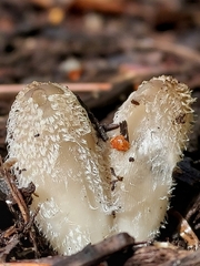 Coprinopsis lagopus