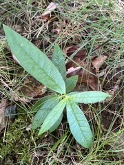 Veronicastrum virginicum