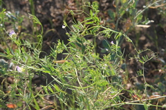 Vicia biennis
