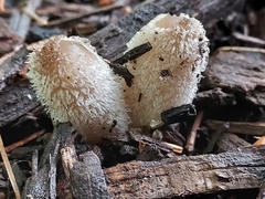 Coprinopsis lagopus