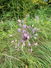 Allium carinatum