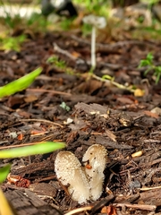 Coprinopsis lagopus