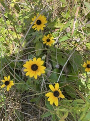 Rudbeckia fulgida