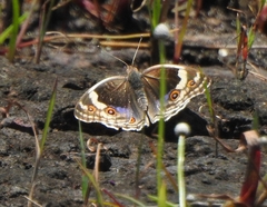 Junonia orithya