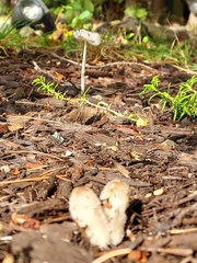 Coprinopsis lagopus