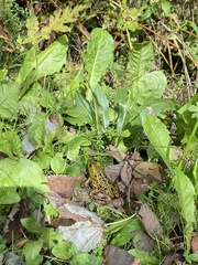 Lithobates
