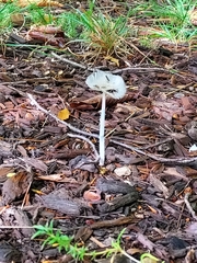 Coprinopsis lagopus