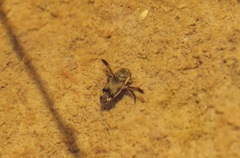Corixinae