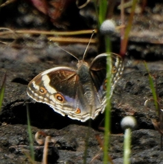 Junonia orithya