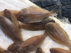 Arnoglossus