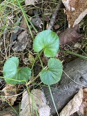 Viola