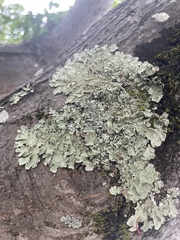 Flavopunctelia flaventior