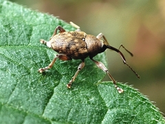 Curculio glandium