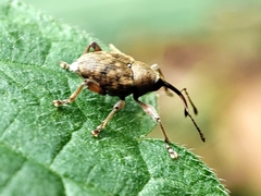 Curculio glandium