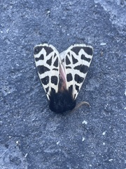 Apantesis nevadensis