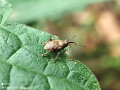 Curculio glandium