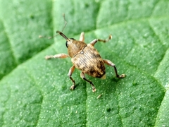 Curculio glandium