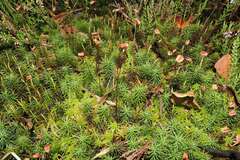 Polytrichum commune