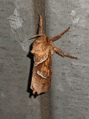 Triodia sylvina