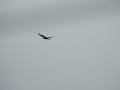 Caracara plancus