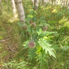 Cirsium kamtschaticum