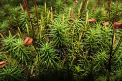 Polytrichum commune
