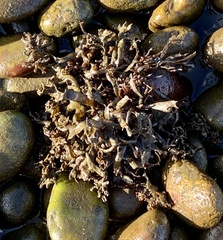 Chondrus crispus