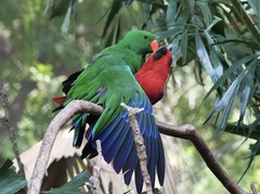 Eclectus roratus