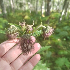 Cirsium kamtschaticum