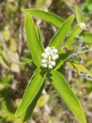 Angiospermae