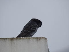 Columba livia