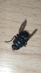 Calliphora