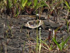 Junonia orithya