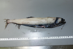 Borostomias antarcticus