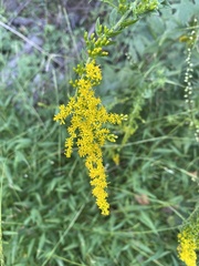 Solidago nemoralis
