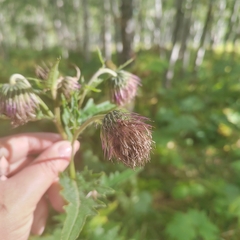 Cirsium kamtschaticum