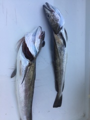 Merluccius merluccius